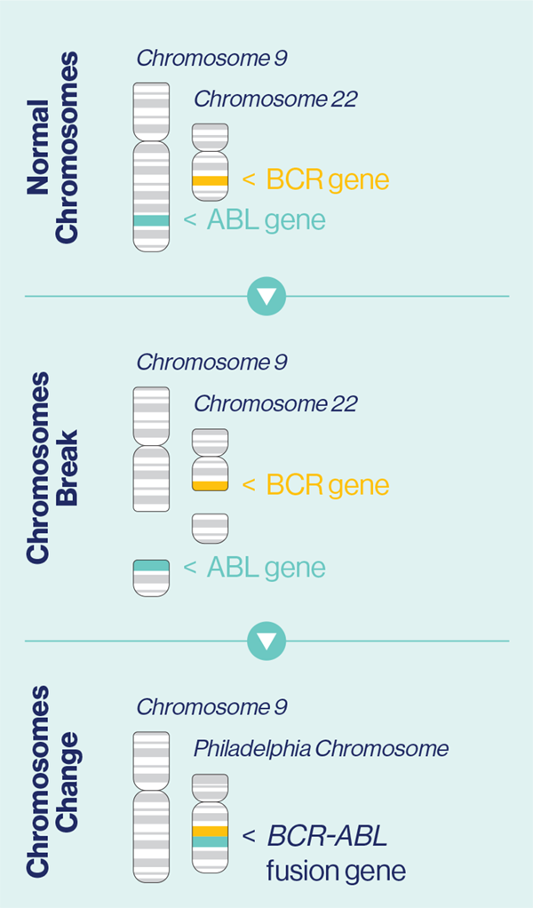 What is Ph+CML